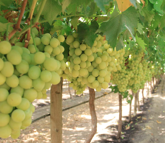 White grapes - Spontella Fruits